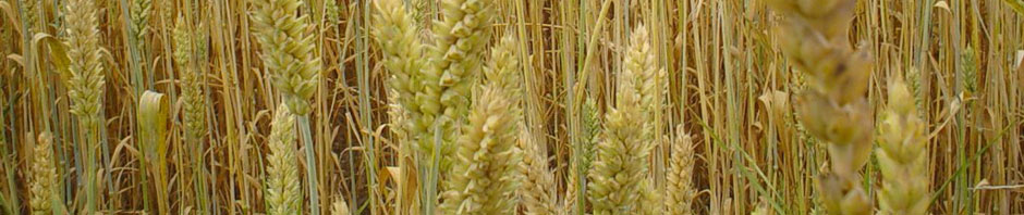 DuPage Family Disability Network